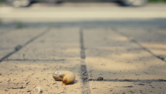 A-Very-Straight-Neck_03—Lihua-LIU