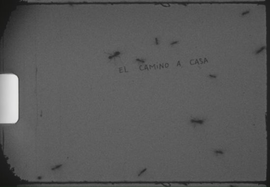 EL-CAMINO-A-CASA—Ceci-Romero-(2024).00_01_55_08.Imagen-fija044—Cecilia-Romero