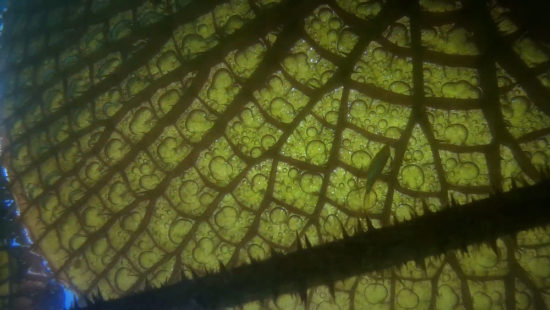 YRUPE.Still004—Candela-Sotos